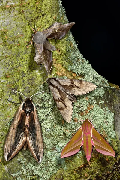 Urval av brittiska hawk-fjärilar; poppel hawk-moth (Laothoe populi); Pine hawk-moth (Hyloicus pinastri); Privet hawk-moth (Sphinx ligustri); Elephant hawk-moth (större snabelsvärmare) — Stockfoto