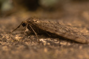 Kış güve (Operophtera brumata)