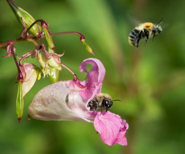 Common carder bumblebees on Himalayan balsam clipart
