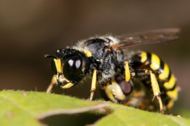 Digger wasp Ectemnius cephalotes hoverfly av ile