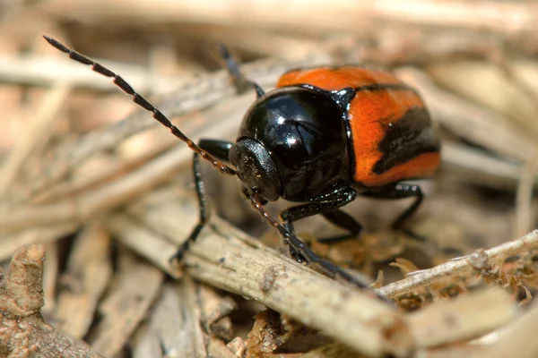 Cryptocephalus bipunctatus σκαθάρι μεταξύ χαμόκλαδα — Φωτογραφία Αρχείου