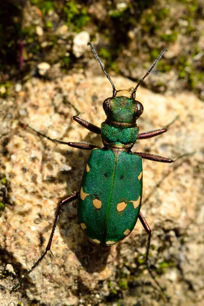 녹색 호랑이 풍뎅이 (Cicindela campestris)) — 스톡 사진