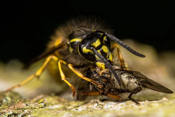 Wspólnej OSA (Vespula vulgaris) z mucha zdobycz — Zdjęcie stockowe