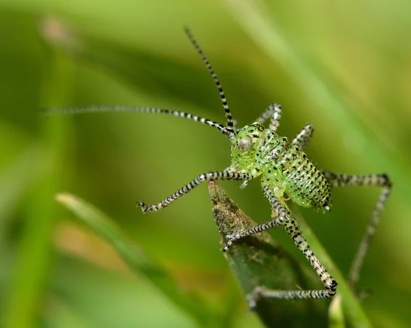 Gespikkelde bush-cricket (Leptophyes punctatissima) juveniele — Stockfoto
