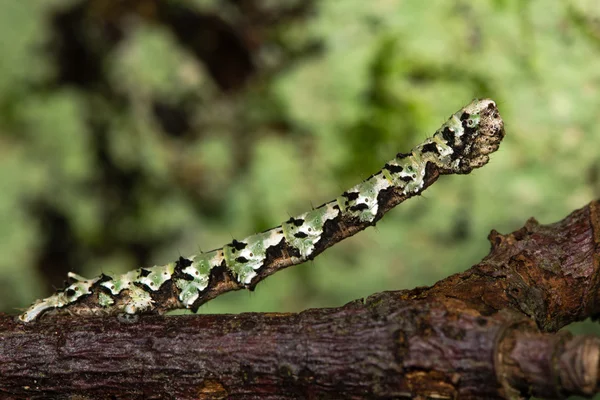 Caterpillar csipkézett mogyoró lepke (Odontopera bidentata) — Stock Fotó