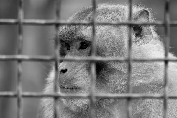 Caged babuíno olhando pensativo em preto e branco — Fotografia de Stock