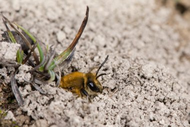 Ivy bee (Colletes hederae) emerging from burrow amongst soil on ground clipart