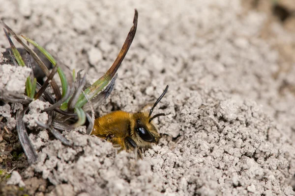 Efeu-Biene (colletes hederae), die aus einem Erdloch unter dem Boden auftaucht — Stockfoto