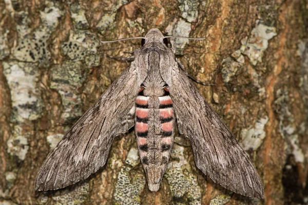 Свёртка ястребиная (Agrius convolvuli) в покое на коре дерева — стоковое фото