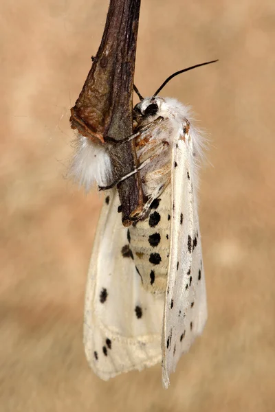 Bílý hranostaj (Spilosoma lubricipeda) — Stock fotografie