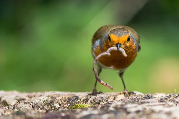 Robin (obecná Erithacus rubecula) těšíme s červem, visící ze zobáku — Stock fotografie