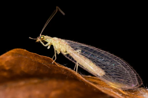 일반적인 녹색 lacewing (Chrysoperla carnea) — 스톡 사진