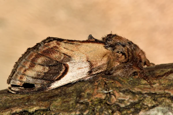 Papillon de nuit proéminent (Notodonta ziczac ) — Photo