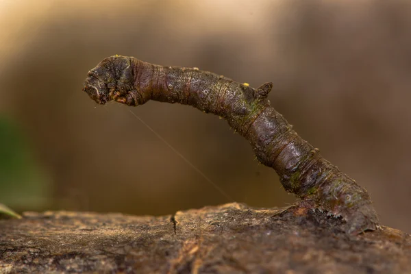 Bruco di rimstone (Opisthograptis luteolata) — Foto Stock