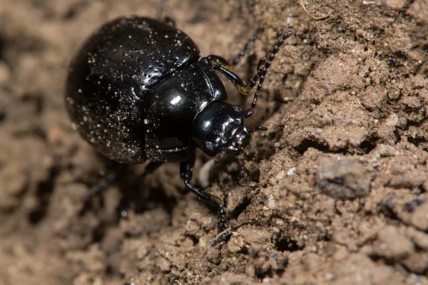 Chrysolina oricalcia yaprak beetl