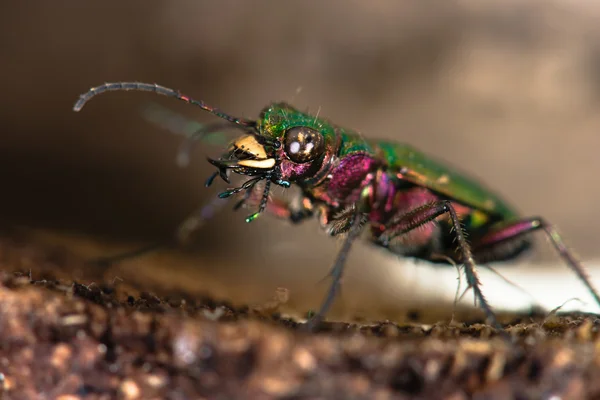 Yeşil kaplan böceği (Cicindela campestris) gözleri ve çene kemiği — Stok fotoğraf
