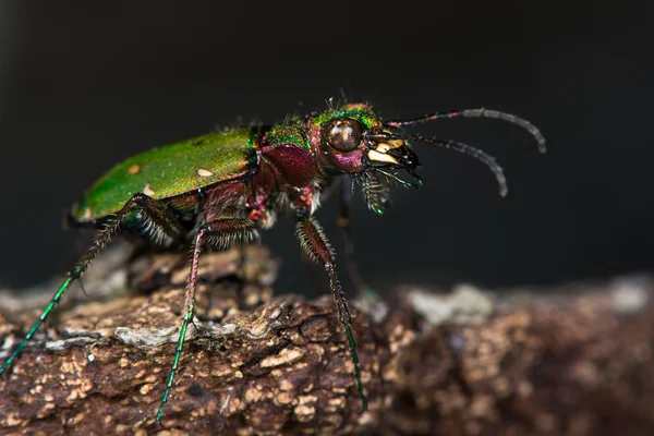 Perfil de besouro-tigre-verde (Cicindela campestris) — Fotografia de Stock