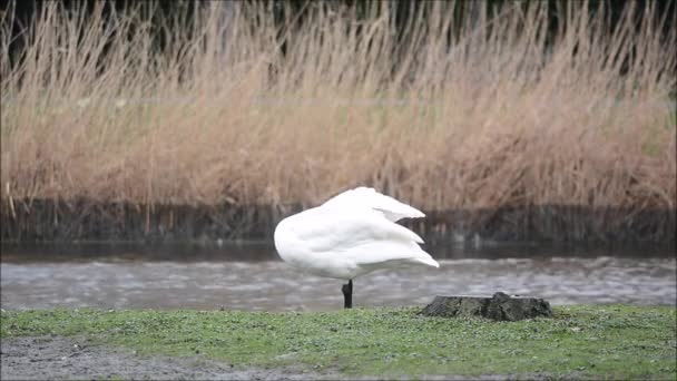 Whooper swan (Cygnus cygnus) preening — Stock Video