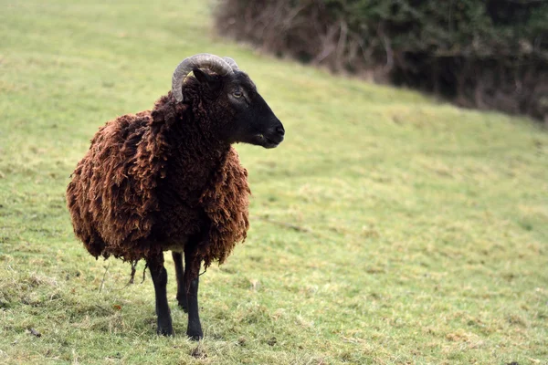 Soay ovelhas no campo — Fotografia de Stock