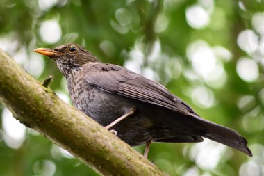 (Turdus merula aşağıdan kadın siyah kuş)