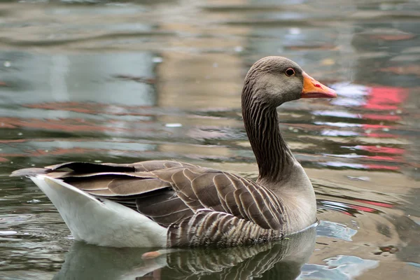 Greylag Goose (Anser anser) nadando — Foto de Stock