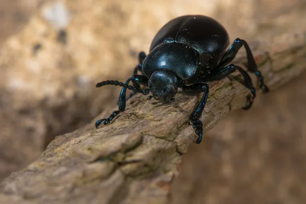 Scarabeo dal naso insanguinato (Timarcha tenebricosa) su legno — Foto Stock