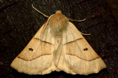 Yukarıdan taraklı meşe güve (Crocallis elinguaria)