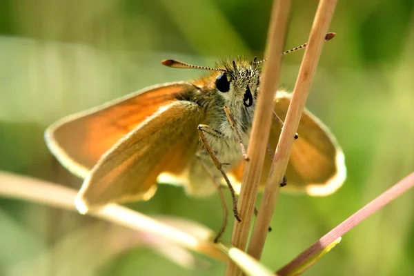 Pequeno capitão (Thymelicus sylvestris) borboleta na grama — Fotografia de Stock