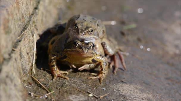 Common frogs (Rana temporaria) mating on land head on — Stock Video