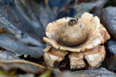 Yakalı earthstar (Geastrum Tripleks) yaprak çöp arasında