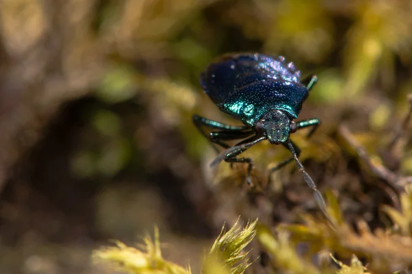 Blue shieldbug (Zicrona caerulea) cabeza en — Foto de Stock