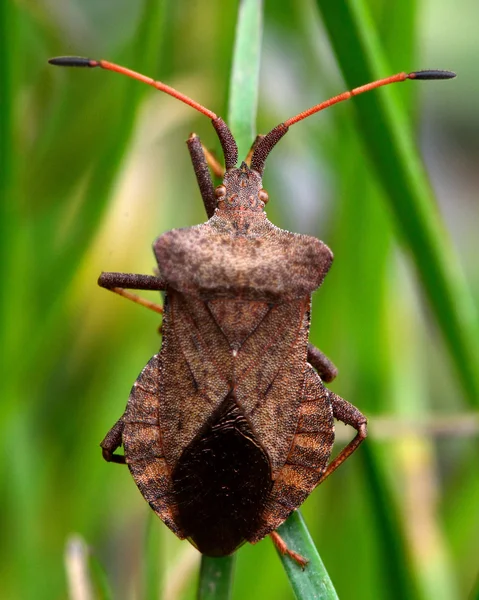 Bug de doca (Coreus marginatus) — Fotografia de Stock