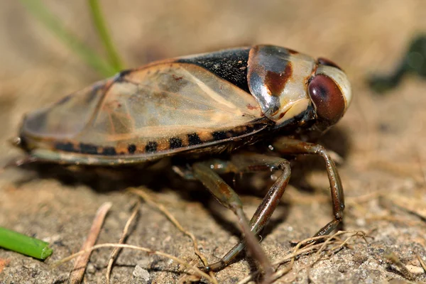 一般的なマツモムシ (マツモムシ glauca) 側から — ストック写真