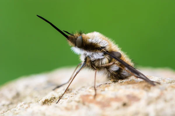 Dunkel umrandete Bienenfliege (bombylius major) im Profil — Stockfoto