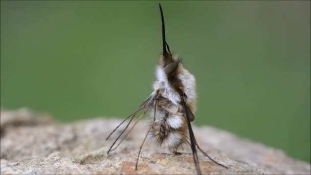 Sötét határolt méh repül (Bombylius fő) mozgó Ormány és felkészülés repülés — Stock videók