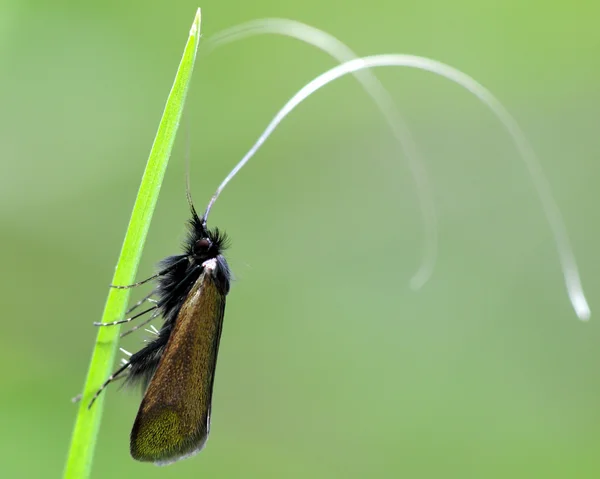 Adela reaumurella polilla de cuerno largo —  Fotos de Stock