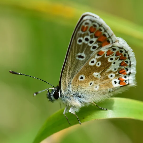 Brown argus (Aricia agestis) showing underside of wings — Stock Photo, Image