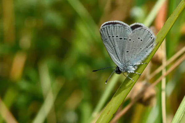 Small blue (Cupido minimus) showing underside of wings — Stock Photo, Image