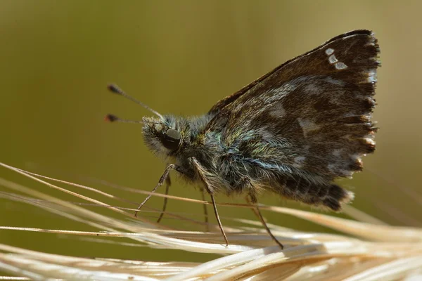 Джинсовий пропускач метелик (ерінніс теги) натрапив на траву — стокове фото