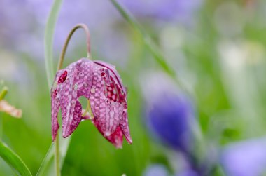 Sümüklü böcek hasarı yılan kafa fritillary (Fritillaria destek)
