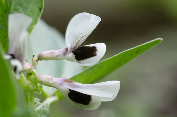 Цветы из фасоли (Vicia faba) — стоковое фото