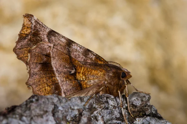 La teigne des épines (Selenia dentaria) précoce sur l'écorce — Photo