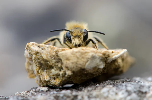 Abeja solitaria cabeza en — Foto de Stock