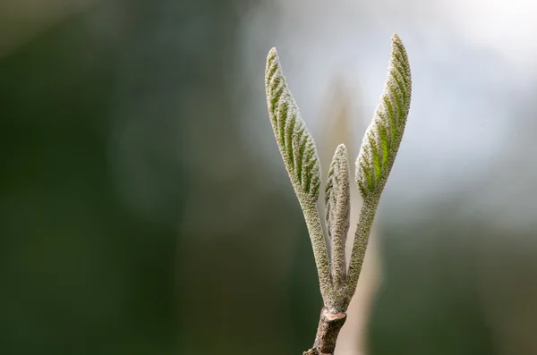 Common whitebeam (Sorbus aria agg.) coming into lea — Stock Photo, Image