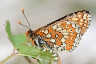 Marsh fritillary (Euphydryas aurinia)