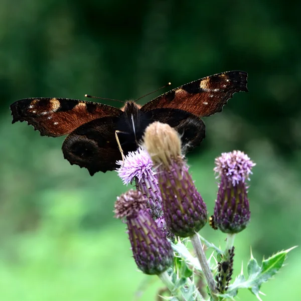 Papillon paon (Aglais io) sur chardon d'en bas — Photo