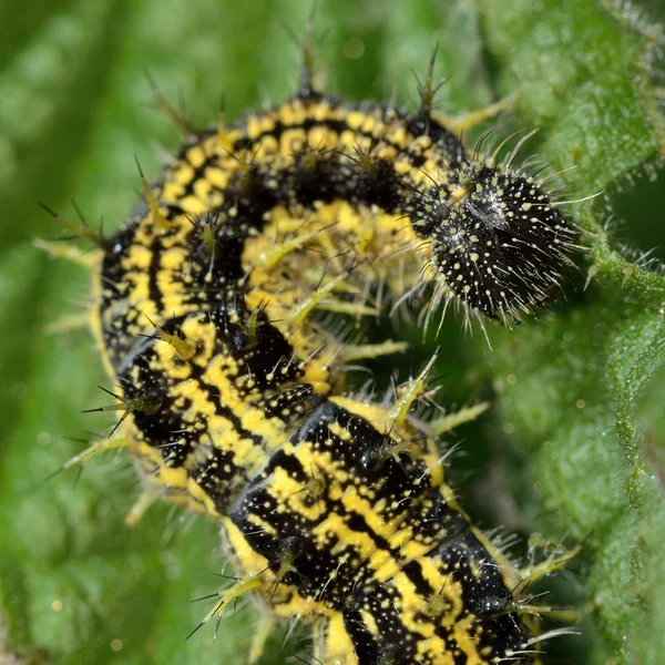 Kis rókalepke (Aglais urticae) hernyó — Stock Fotó