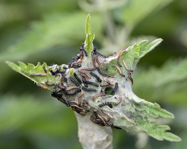 Páva pillangó (Aglais io) korai instar hernyók — Stock Fotó