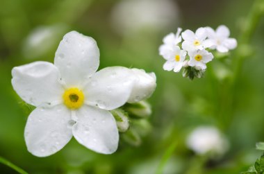 Beyaz unutma (Myosotis sp.) çiçek