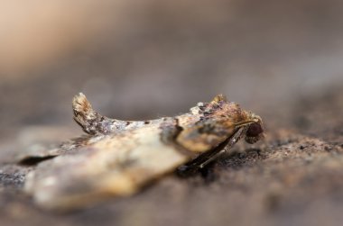 Omuz-şerit güve (Earophila badiata) gösteren duruş dinlenme